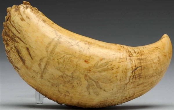 WHALE TOOTH SCRIMSHAW.                            