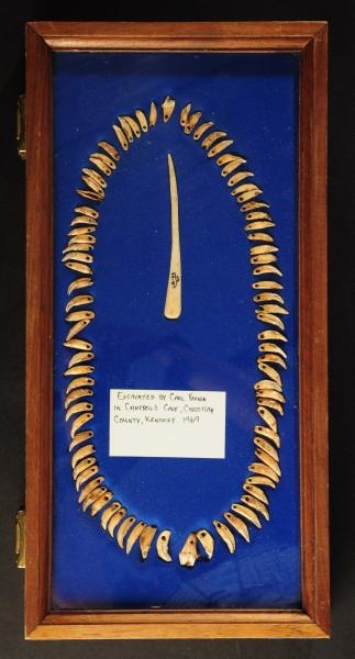 CANINE TOOTH NECKLACE.                            