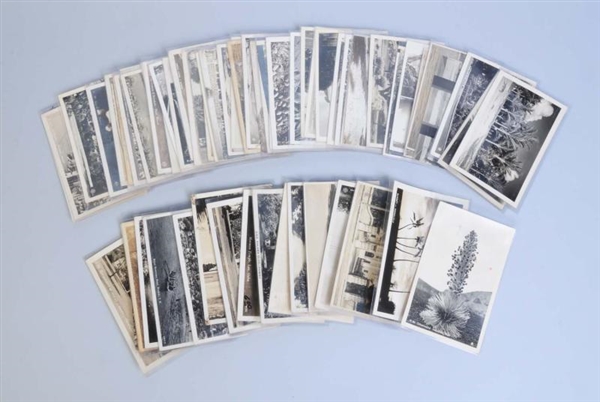 LOT OF 60 PLUS: REAL PHOTO POSTCARDS OF HAWAII.   