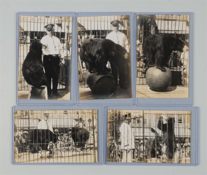 LOT OF 5: TRAINED BEAR ACT REAL PHOTO POSTCARDS.  