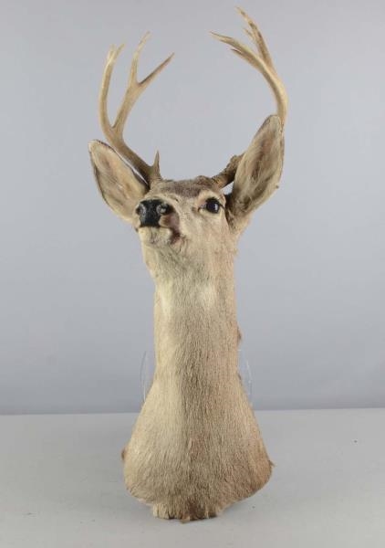 DEER WITH ANTLERS TAXIDERMY WALL MOUNT HEAD       