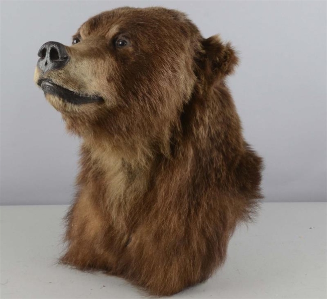 BROWN GRIZZLY BEAR HEAD WALL TAXIDERMY MOUNT      