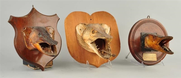 LOT OF 3: MOUNTED FISH HEADS.                     