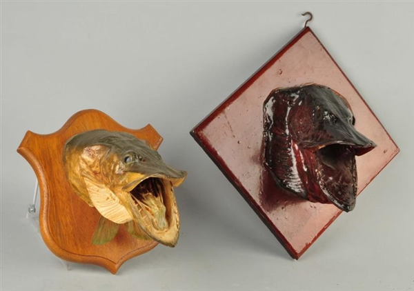 LOT OF 2: FISH HEADS, MOUNTED TO PLAQUES.         