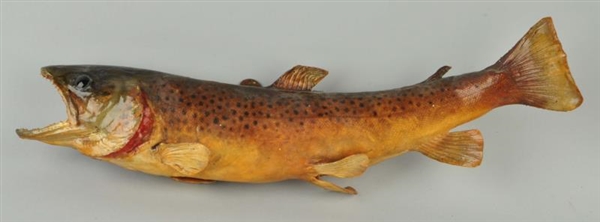 MOUNTED TROUT.                                    