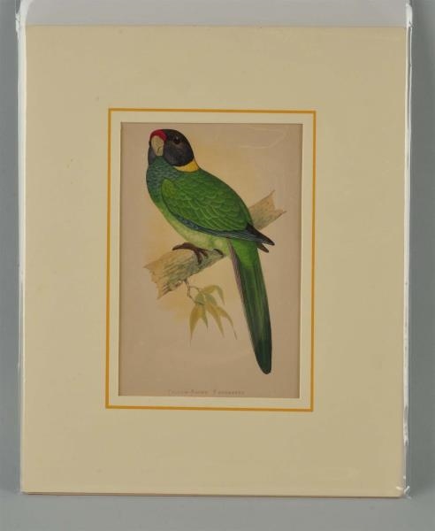 LITHO ON PAPER OF PARROT.                         