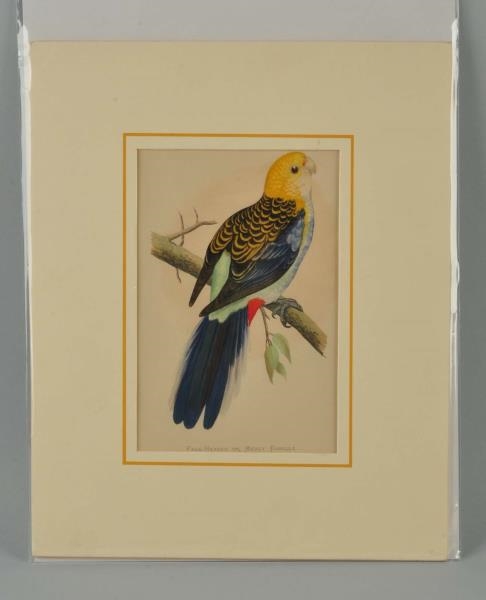 LITHOGRAPH OF PARROT.                             