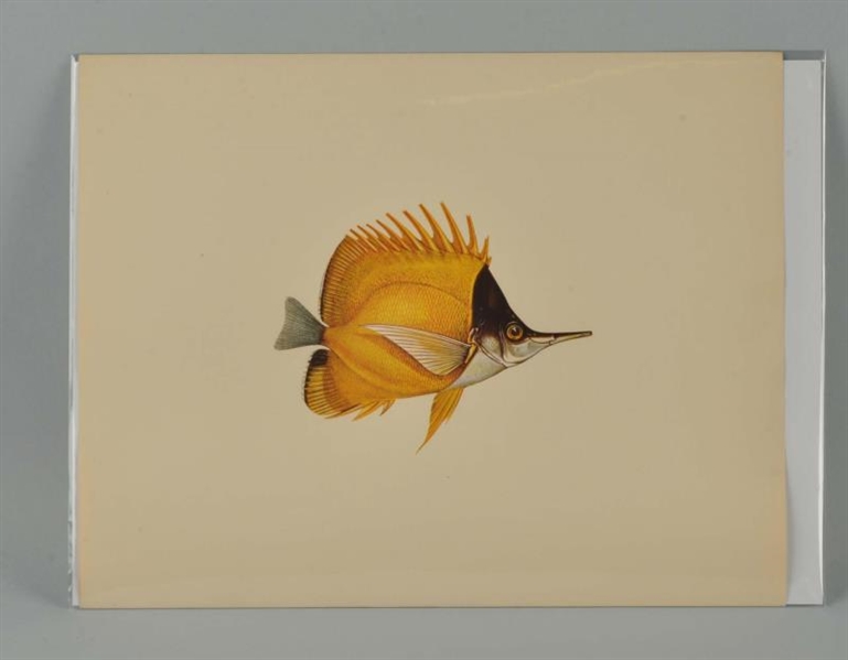 LITHOGRAPH OF A FISH.                             