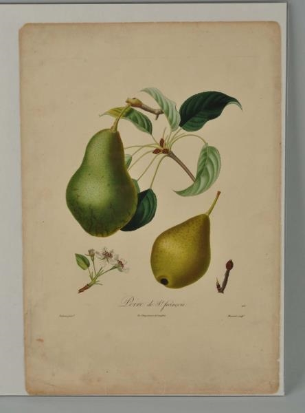 PIERRE-ANTOINE POITEAU (FRENCH 1766 - 1854).      
