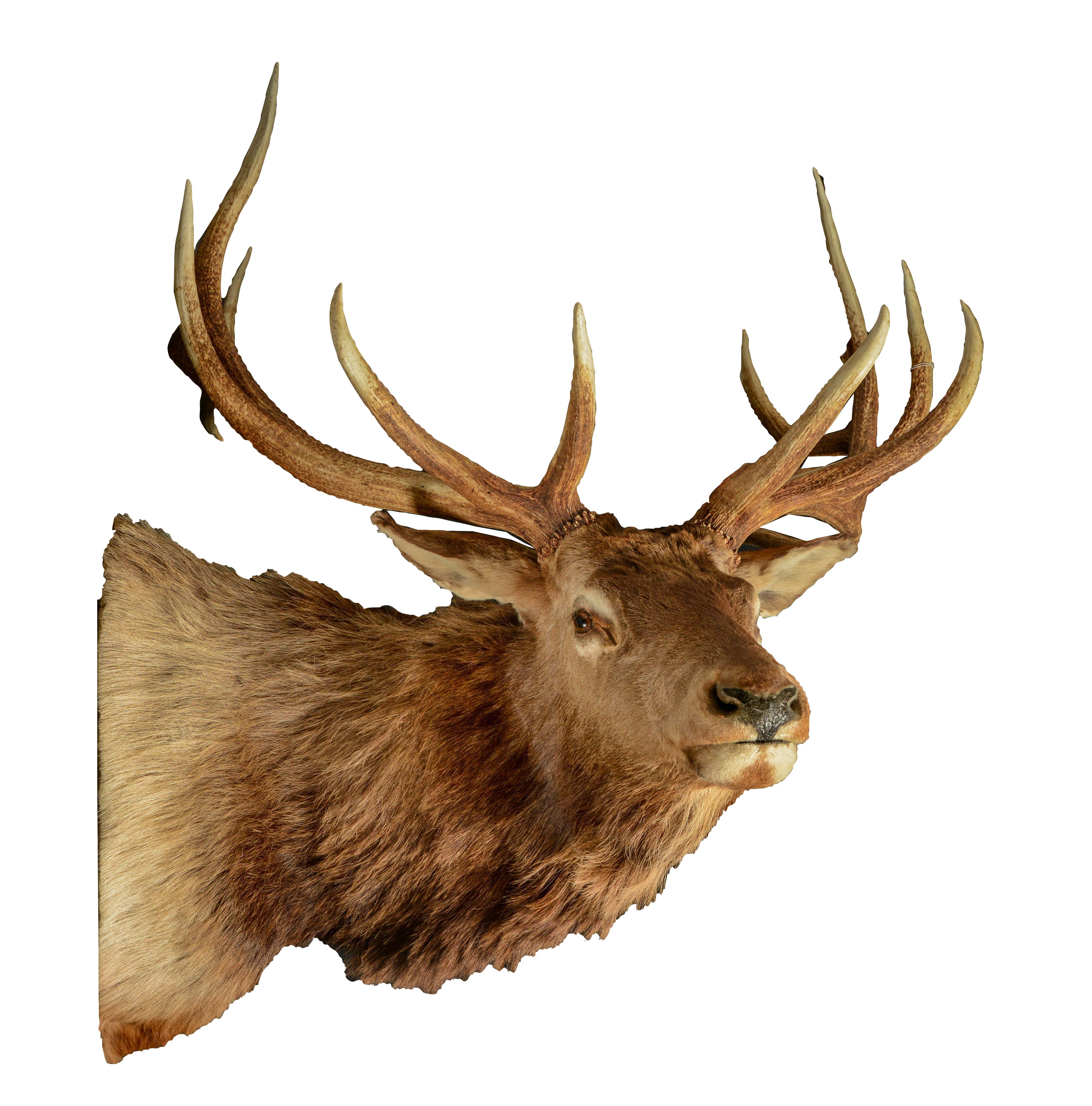 Extremely impressive turned shoulder elk mount taxidermy with 6X6 points. 