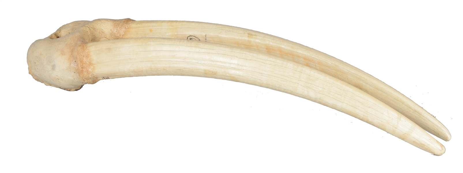 LARGE WALRUS TUSK SCRIMSHAW.