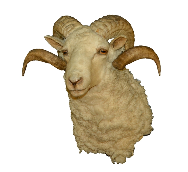HORNED DOMESTIC SHEEP MOUNT.