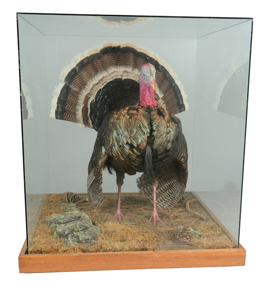 TURKEY DIORAMA. 