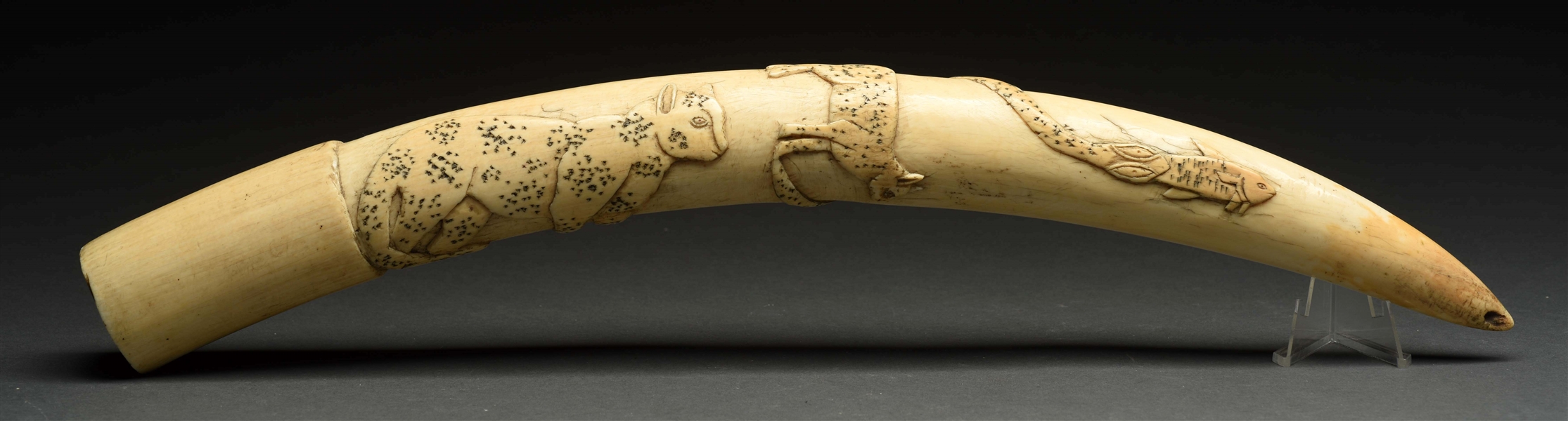 IVORY TUSK WITH CARVED CHEETAH, SNAKE AND FISH.