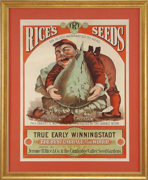 RICES SEEDS POSTER W/ CABBAGE                                                                                                                                                                          