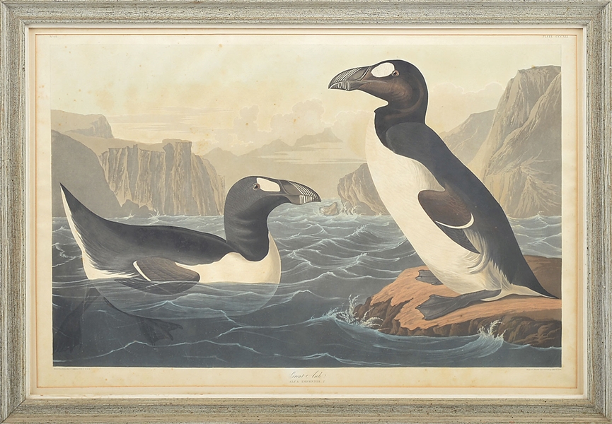 AUDUBON PRINT GREAT AUK                                                                                                                                                                                 