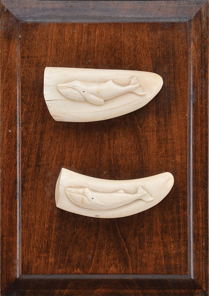 2 WHALES TEETH CARVED                                                                                                                                                                                  