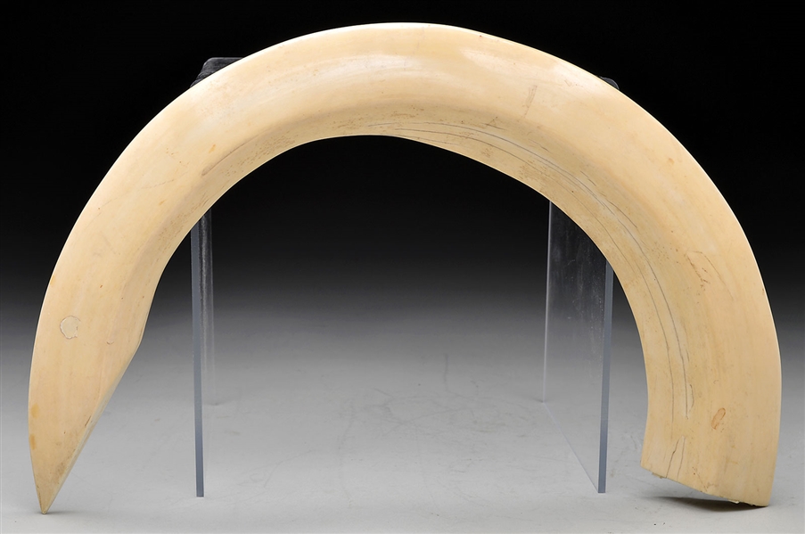 BOAR TUSK                                                                                                                                                                                               