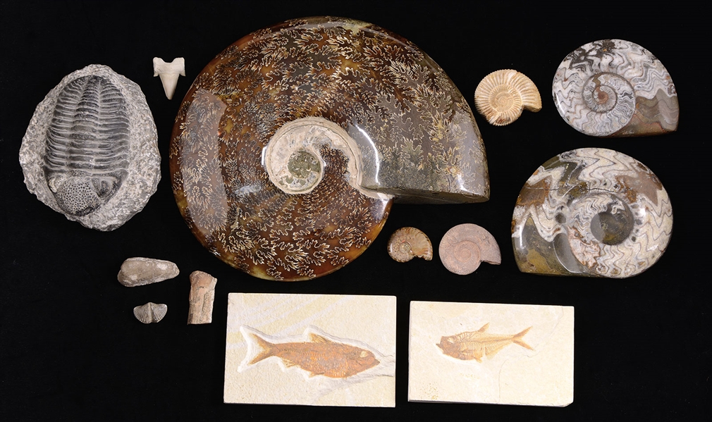 GROUP OF FOSSILS                                                                                                                                                                                        