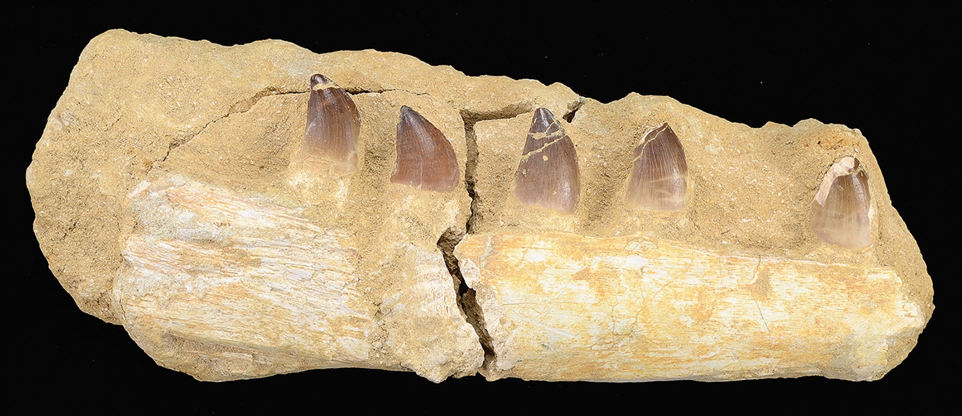 FOSSIL OF MARINE TEETH DREGED UP IN NORTH SEA POSSIBLY MOSASAURE                                                                                                                                        