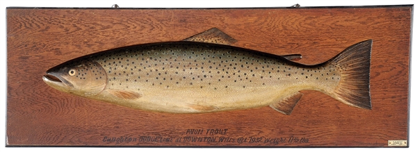 CARVED & PAINTED 29-1/2" AVON TROUT BY W.B. GRIGGS.                                                                                                                                                     