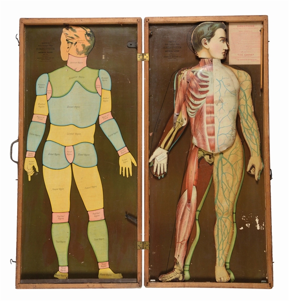 MEDICAL SMITHS HUMAN SYSTEM IN WOODEN CASE. 
