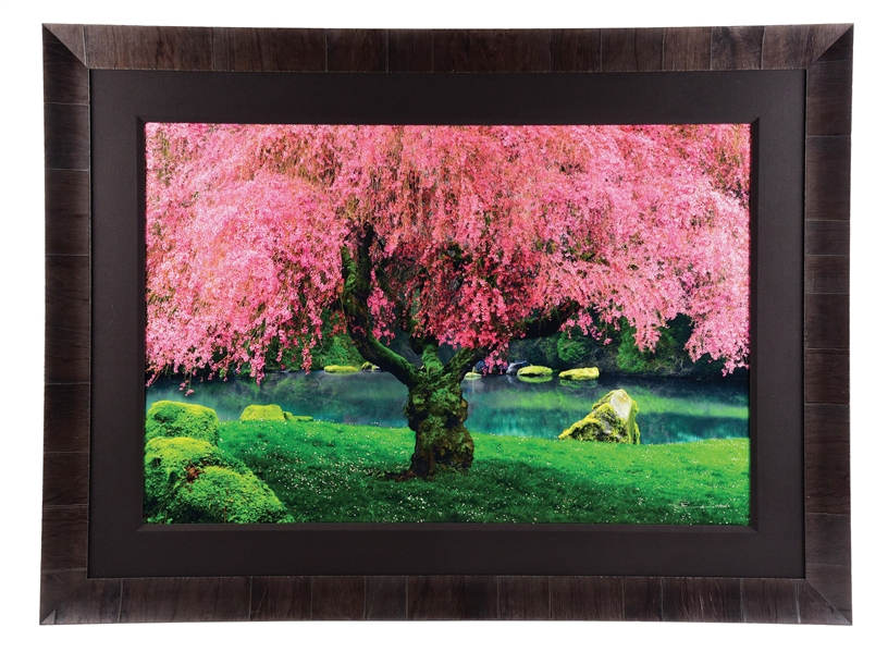 PETER LIK LIMITED EDITION FRAMED PHOTOGRAPH "TREE OF DREAMS".