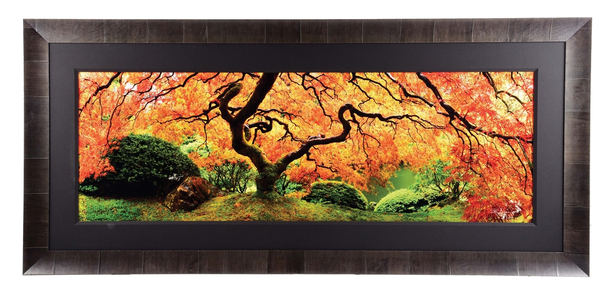 PETER LIK LIMITED EDITION FRAMED PHOTOGRAPH "TREE OF ZEN".