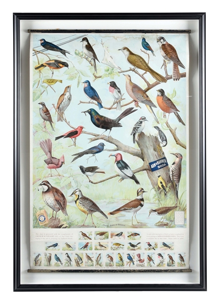 ARM & HAMMER SODA "USEFUL BIRDS OF AMERICA" PAPER LITHOGRAPH W/ BIRDS OF AMERICA GRAPHIC.
