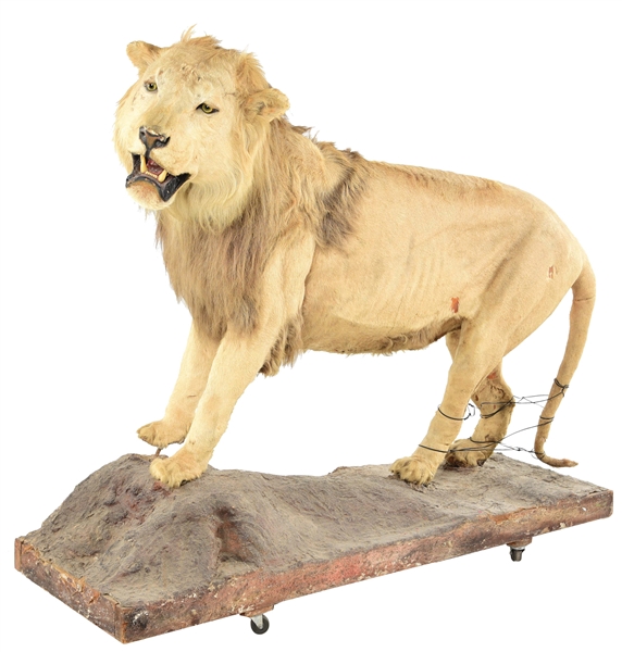 1900S MUSEUM PIECE 6 STANDING YOUNG LION MOUNT.