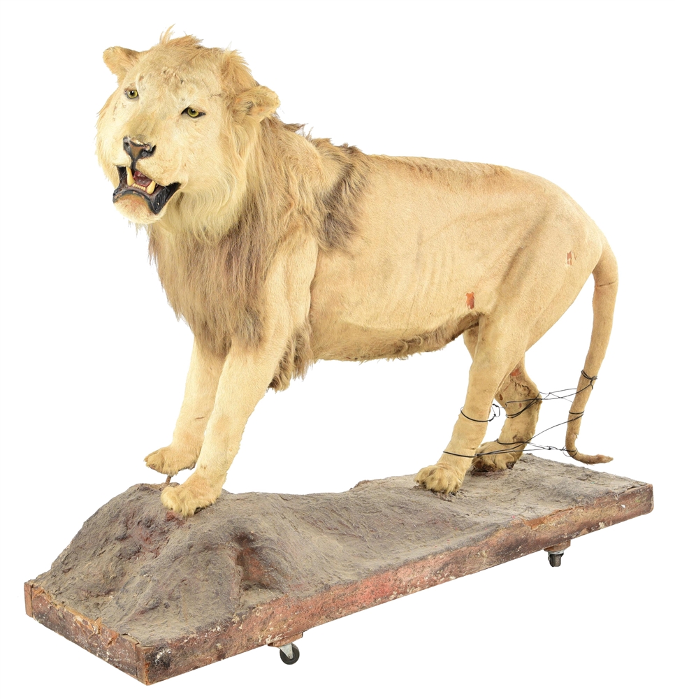 1900S MUSEUM PIECE 6 STANDING YOUNG LION MOUNT