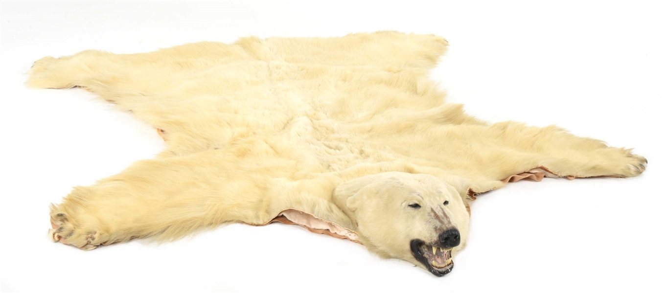 VINTAGE POLAR BEAR FULL SIZE TAXIDERMY RUG. 