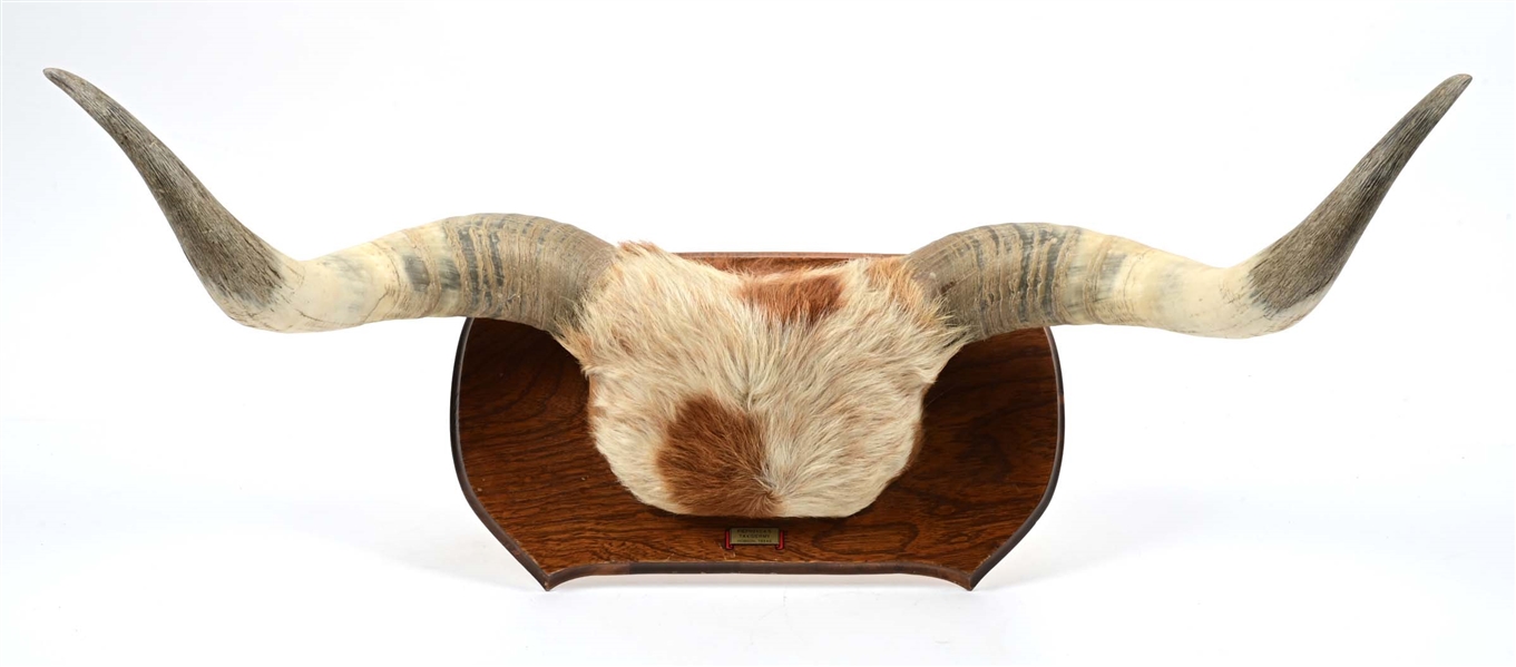 CATTLE HORNS WALL MOUNT.