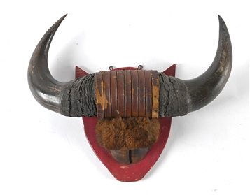 MOUNTED BISON HORNS